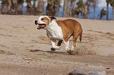 AMSTAFF ADULT 171